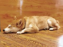 -柴务处·柴犬主题狗咖