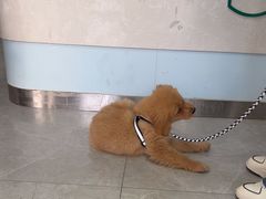 -中农国际动物医院24小时·猫科·骨科·急重症中心