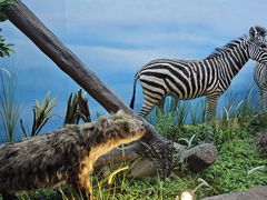 -西霞口神雕山野生动物世界