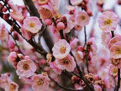 -梅花山(明孝陵内)
