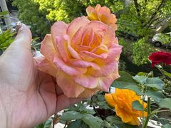 -龙大花卉苗木市场