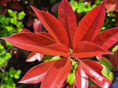 -高东镇樱花园