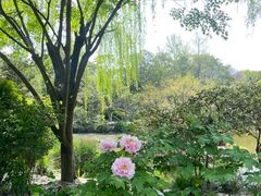 -秋霞圃
