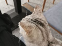 -绒爪撸猫下午茶·猫咖