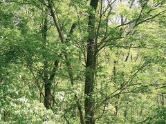 -五女峰国家森林公园