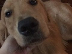 -八公叔叔宠物美容连锁(春申店)