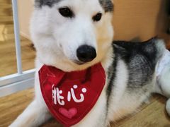-Husky Go! 哈士奇体验馆·宠物咖啡厅狗咖