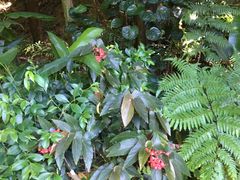 -深圳仙湖植物园