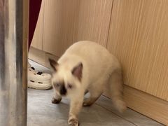 -瑞鹏宠物医院·普外科·影像科·皮肤科(城市山谷分院)