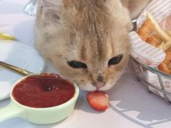 -喵屿·大理花园猫咖