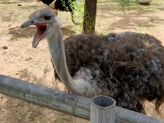 -大连森林动物园