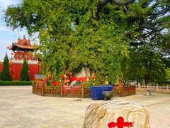 -大槐树寻根祭祖园
