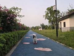 -桃花岛景观公园