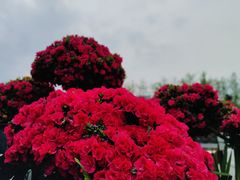 -成都市文化公园