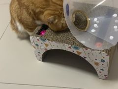 -纳吉亚猫专科动物医院博雅分院