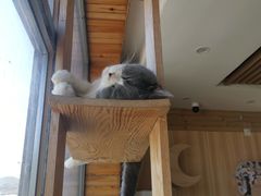 -猫的茶·猫咖