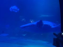 -烟台海昌鲸鲨海洋公园