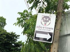 -Dog in Town Ekkamai