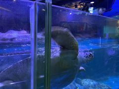 -海合安青岛极地海洋公园
