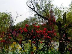 -南汇桃花村