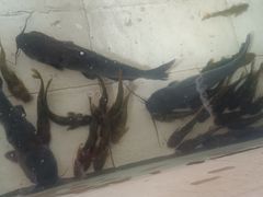 -金台阶鱼馆(于桥水库店)