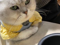 -啵啵喵·猫咖(攀华国际店)