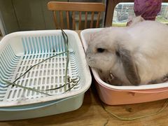 -藦茜花园宠物主题亲子互动体验馆(国顺东路店)