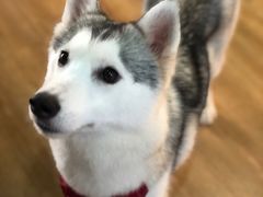 -Husky Go! 哈士奇体验馆·宠物咖啡厅狗咖