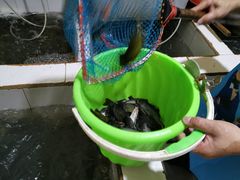 -老船夫石锅苗苗鱼·老字号(三道堰总店)