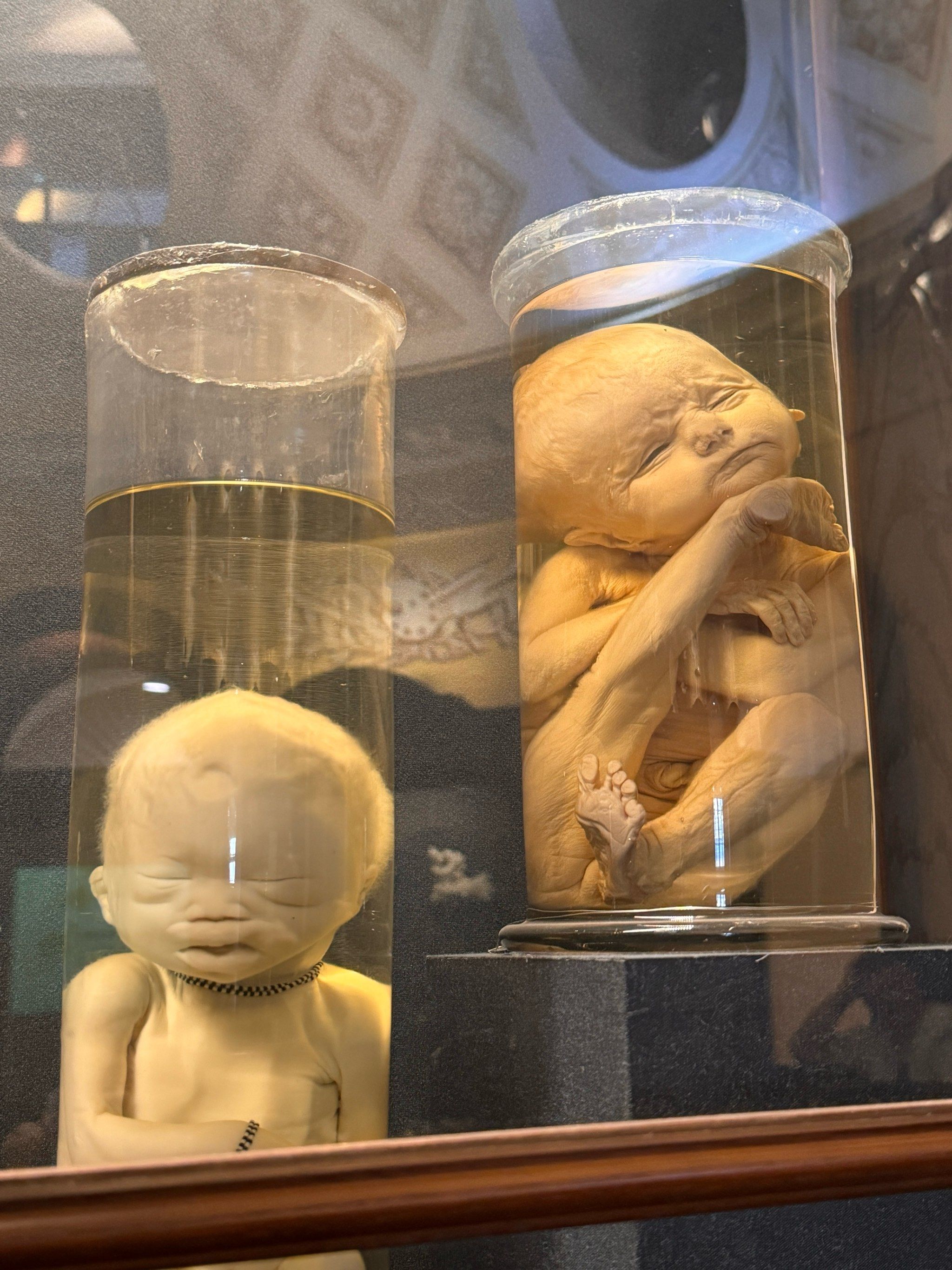 「人类学博物馆」很多关于人类的标版,服饰