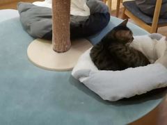 -滚猫咖啡·猫咖·猫友好撸猫(未来城店)