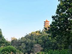 -深圳仙湖植物园