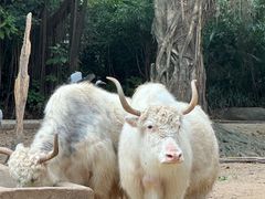 -广州长隆野生动物世界