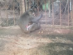 -沈阳森林动物园