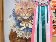 -猫十亿·布偶金渐层·曼基康矮脚猫舍(青年路店)