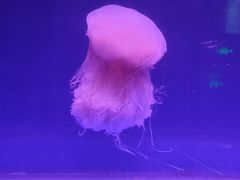 -乌鲁木齐海洋馆