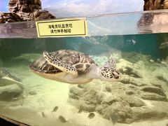 -江和美海洋公园