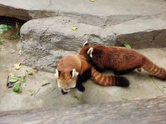 -北京野生动物园