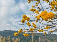 -西双版纳基诺山寨