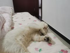 -宠福鑫康馨动物医院·骨科·眼科