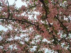 -武汉紫薇都市田园