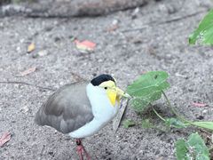 -奥兰多迪士尼动物王国乐园