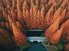 -水杉园