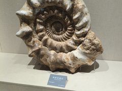 -安徽省地质博物馆