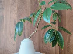 -Beans Solo豆号咖啡(百家湖花园店)