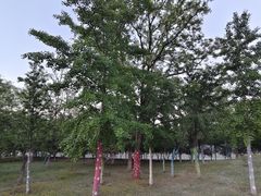 -青龙湖公园