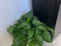 -招商银行(上海浦江镇支行)