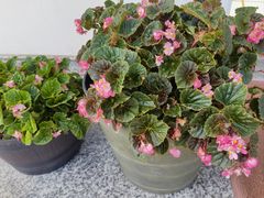 -上海鲜花港