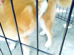 -柴犬高等学院·狗咖·柴犬售卖·宠物训练