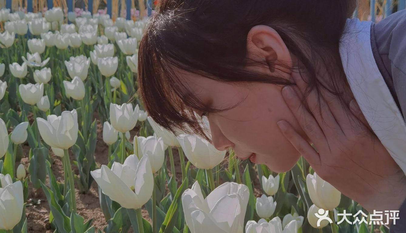 烟台郁金香🌷：和阿姨们抢夺最美拍照机位